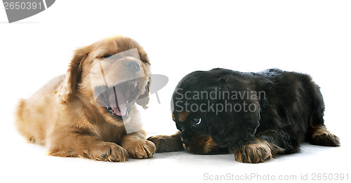 Image of puppy cavalier king charles