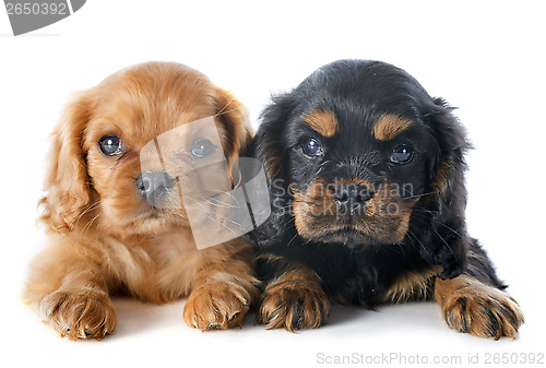 Image of puppies cavalier king charles