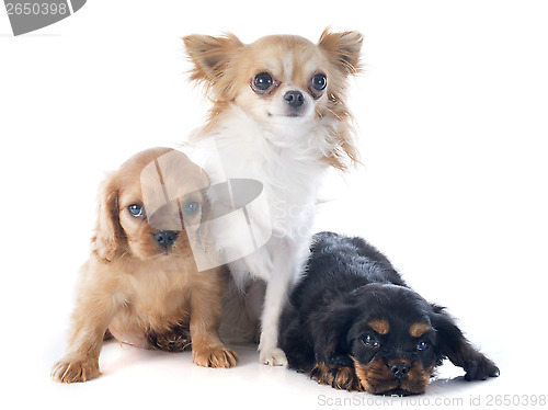 Image of puppies cavalier king charles and chihuahua