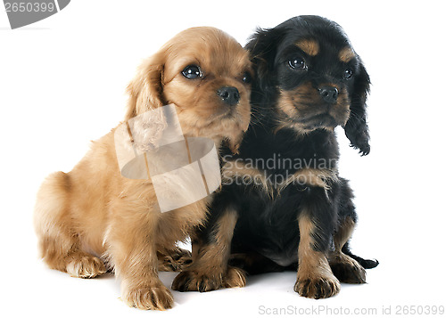 Image of puppies cavalier king charles