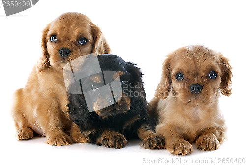Image of puppies cavalier king charles