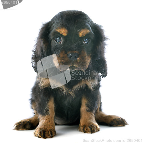 Image of puppy cavalier king charles