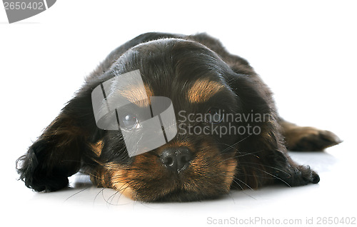 Image of puppy cavalier king charles