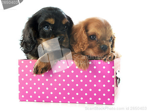 Image of puppy cavalier king charles