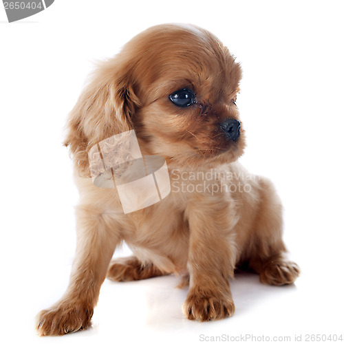 Image of puppy cavalier king charles