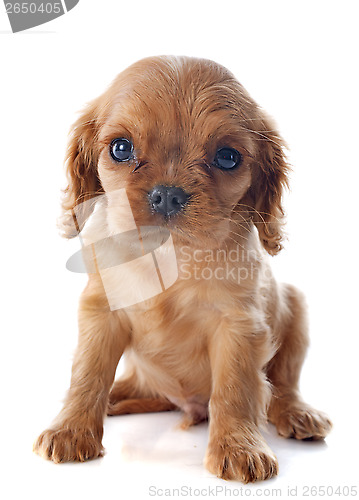 Image of puppy cavalier king charles