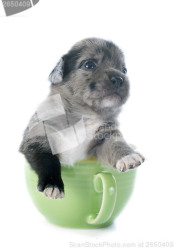 Image of puppy chihuahua in tea cup