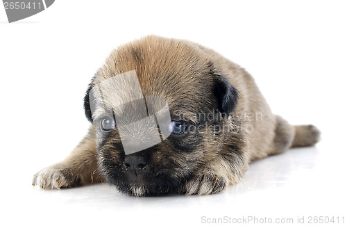 Image of puppy chihuahua