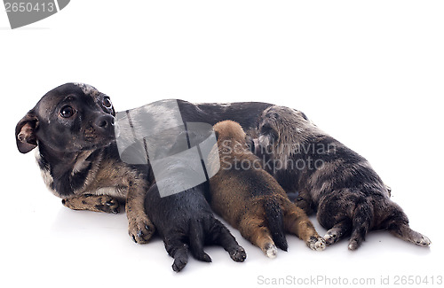 Image of puppies and mother chihuahua