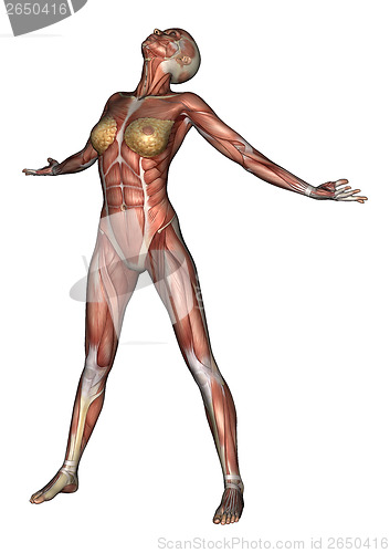 Image of Female Anatomy Figure