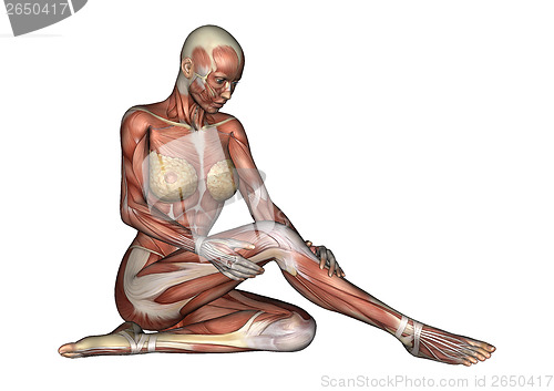 Image of Female Anatomy Figure