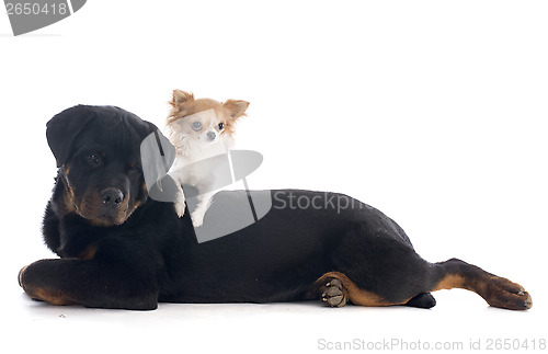 Image of puppy rottweiler and rottweiler