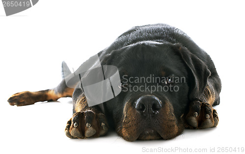 Image of puppy rottweiler