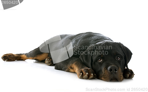 Image of puppy rottweiler