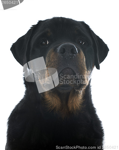 Image of rottweiler