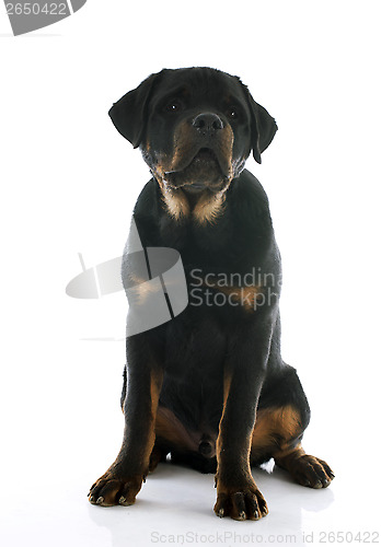 Image of puppy rottweiler