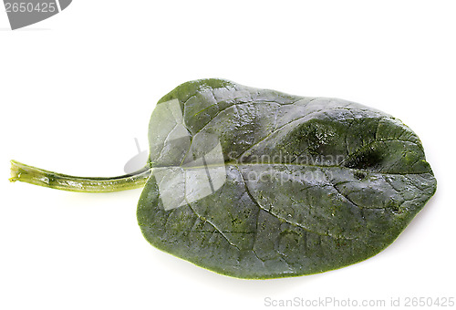 Image of raw spinach