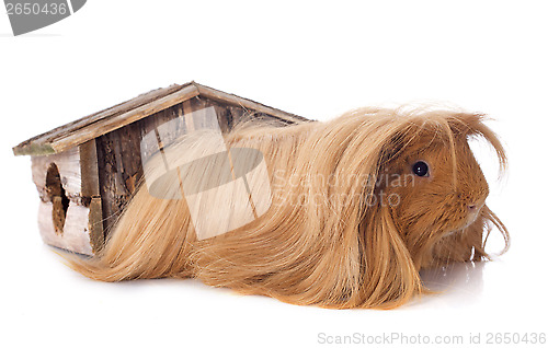 Image of Peruvian Guinea Pig