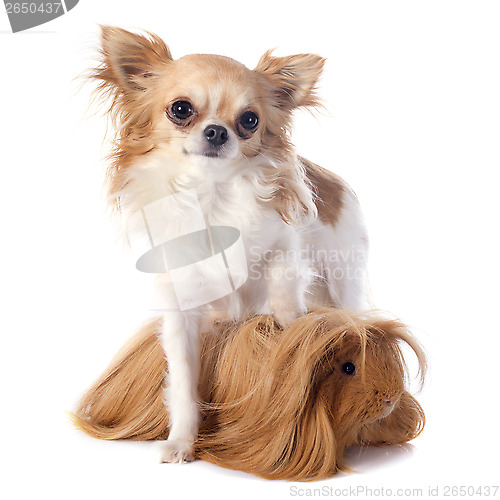 Image of Peruvian Guinea Pig and chihuahua