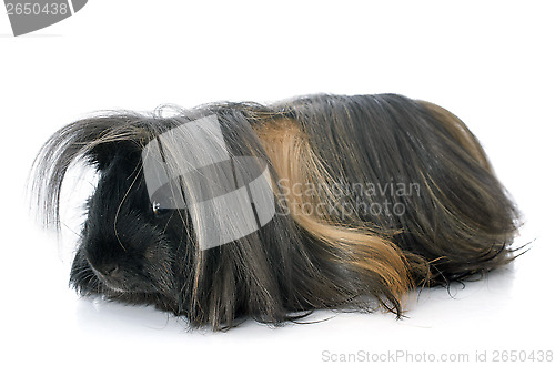 Image of Peruvian Guinea Pig