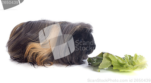 Image of eating Peruvian Guinea Pig