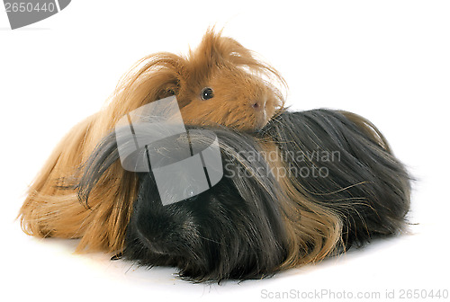 Image of Peruvian Guinea Pigs