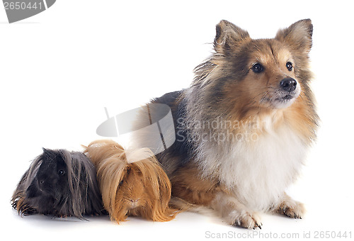 Image of Peruvian Guinea Pig and shetland dog