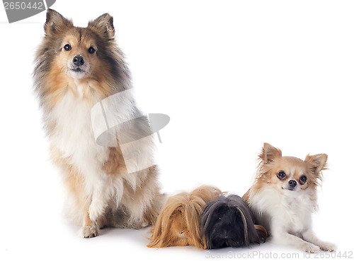 Image of Peruvian Guinea Pig and dogs