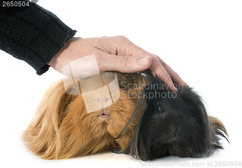 Image of Peruvian Guinea Pig