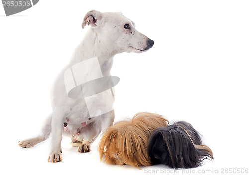 Image of Peruvian Guinea Pig and dog