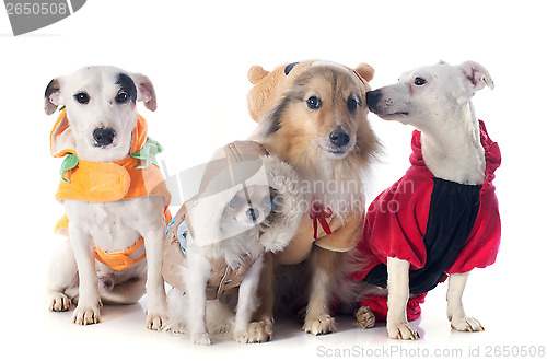 Image of dressed dogs