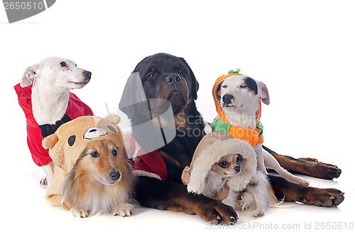 Image of dressed dogs