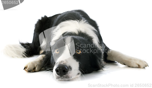 Image of border collie