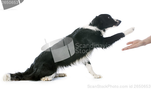 Image of border collie