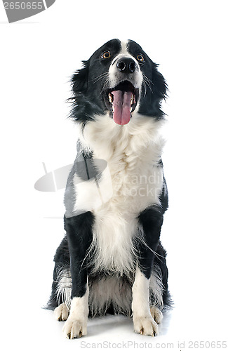 Image of border collie