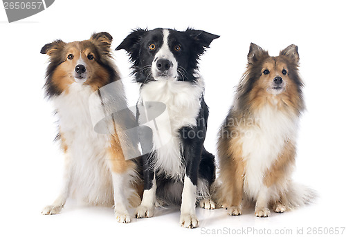 Image of three dogs