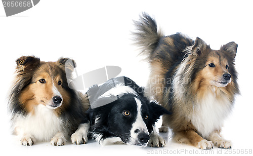 Image of three dogs