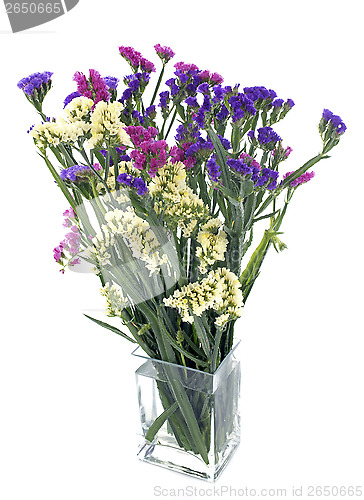 Image of limonium