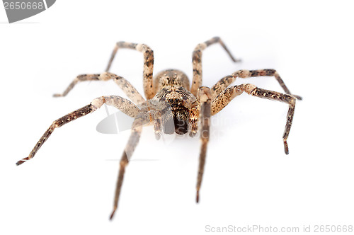 Image of House spiders