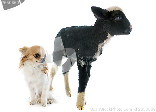 Image of young lamb and chihuahua