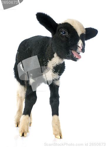 Image of young lamb