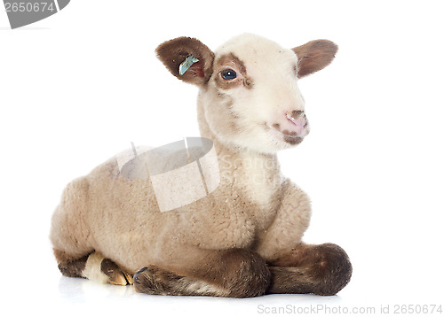 Image of young lamb