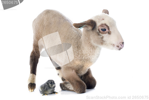 Image of young lamb and chick