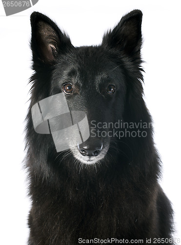 Image of groenendael