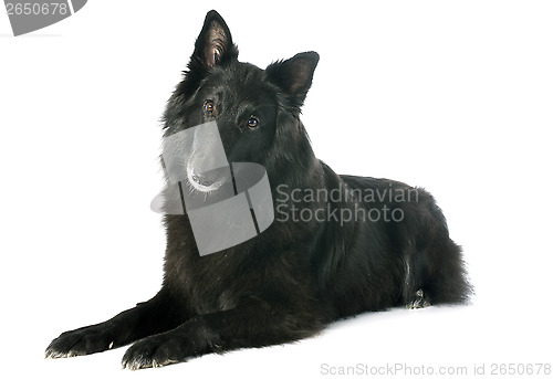 Image of groenendael