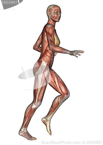 Image of Female Anatomy Figure