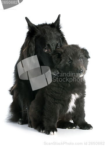 Image of puppy and adult groenendael