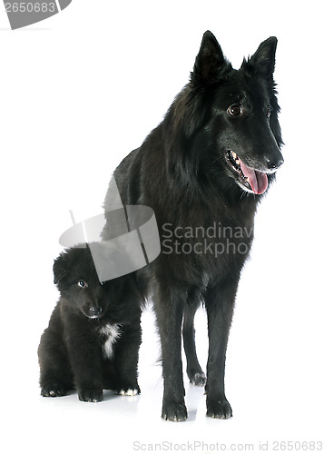 Image of puppy and adult groenendael