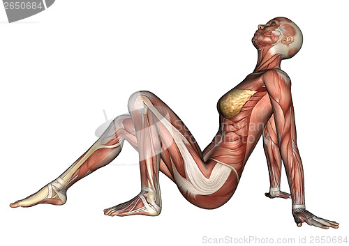 Image of Female Anatomy Figure