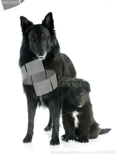 Image of puppy and adult groenendael